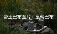 帝王巴布圖片（皇帝巴布）