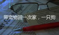 帶寵物回一次家，一只狗要比一只貓多花多少錢？｜春節賬單④