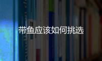 帶魚應該如何挑選