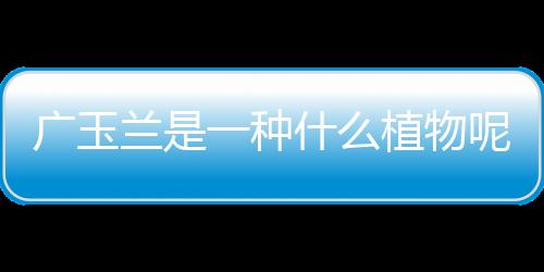 廣玉蘭是一種什么植物呢 廣玉蘭有什么作用呢
