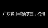 廣東省巾幗油茶園，梅州+3！