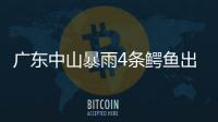 廣東中山暴雨4條鱷魚出逃，當地回應：已全部抓回，趕回池內