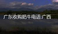廣東收購肥牛電話:廣西收購肥牛價格