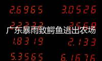 廣東暴雨致鱷魚逃出農場？當地證實：出逃4條，已找回3條