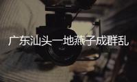 廣東汕頭一地燕子成群亂飛，車停路邊落滿鳥糞