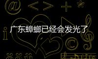 廣東蟑螂已經會發光了
