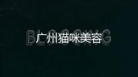廣州貓咪美容