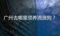 廣州去哪里領(lǐng)養(yǎng)流浪狗？ 去哪里領(lǐng)養(yǎng)狗狗