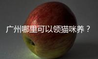 廣州哪里可以領(lǐng)貓咪養(yǎng)？廣州哪里可以領(lǐng)養(yǎng)貓貓