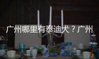 廣州哪里有泰迪犬？廣州哪里有泰迪領養