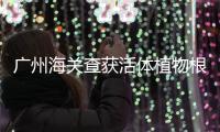 廣州海關(guān)查獲活體植物根莖！這是有害的生物入侵嗎？？