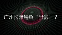 廣州長隆鱷魚“出逃”？官方辟謠：鱷魚養殖地沒漲水