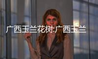 廣西玉蘭花樹:廣西玉蘭花