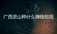 廣西靈山種什么賺錢包括廣西靈山種植紅薯的詳細情況