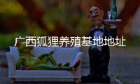 廣西狐貍養(yǎng)殖基地地址
