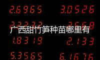 廣西甜竹筍種苗哪里有