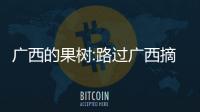 廣西的果樹(shù):路過(guò)廣西摘果