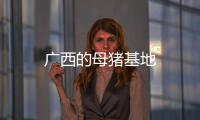 廣西的母豬基地