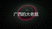 廣西的大老鼠