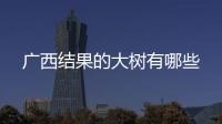 廣西結果的大樹有哪些