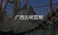 廣西古樹荔枝