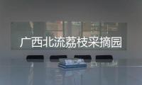廣西北流荔枝采摘園