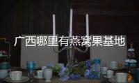 廣西哪里有燕窩果基地