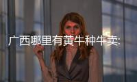 廣西哪里有黃牛種牛賣(mài):廣西黃牛品種