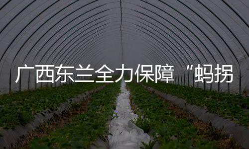 廣西東蘭全力保障“螞拐節(jié)”食品安全