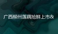 廣西柳州蓮藕搶鮮上市 藕農(nóng)搶抓晴好天氣采收忙