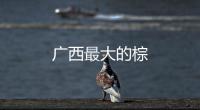 廣西最大的棕