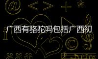廣西有駱駝嗎包括廣西初戀駱駝的詳細情況