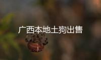 廣西本地土狗出售