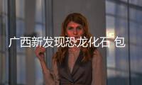 廣西新發現恐龍化石 包含蜥腳類、獸腳類和有甲類恐龍