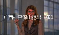 廣西桂平深山挖出一條140歲金色蛇精 震驚全球