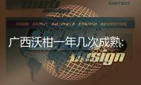 廣西沃柑一年幾次成熟:廣西沃柑種植什么土地