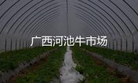廣西河池牛市場