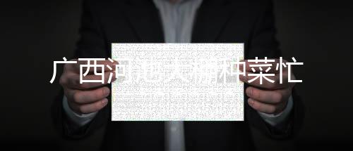 廣西河池大棚種菜忙