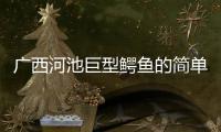 廣西河池巨型鱷魚的簡單介紹