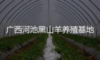 廣西河池黑山羊養殖基地包括河池喂養山羊的詳細情況