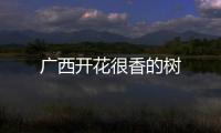 廣西開花很香的樹