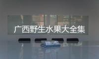 廣西野生水果大全集