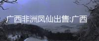 廣西非洲鳳仙出售:廣西非洲