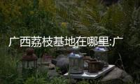 廣西荔枝基地在哪里:廣西荔枝分析報告