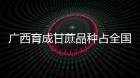 廣西育成甘蔗品種占全國65%:廣西育成