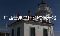 廣西芒果是什么時候開始種植的:廣西芒果成熟季