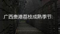廣西貴港荔枝成熟季節:廣西貴港荔枝肉