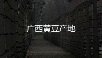 廣西黃豆產(chǎn)地