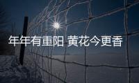 年年有重陽 黃花今更香——深圳空管實業公司開展重陽節系列活動
