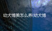 幼犬博美怎么養(幼犬博美拉肚子怎么辦)